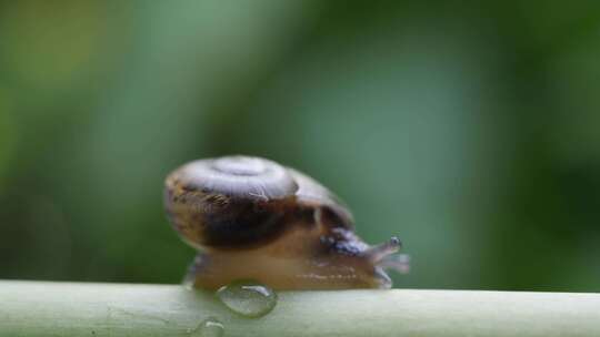 蜗牛在自然界的生活