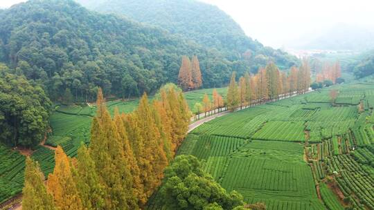 秋天水杉林公路秋色航拍视频素材模板下载