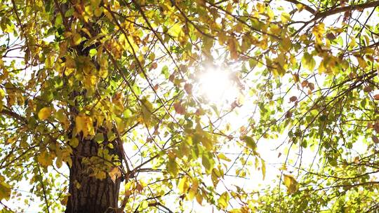 仰望阳光透过树梢逆光唯美自然景色