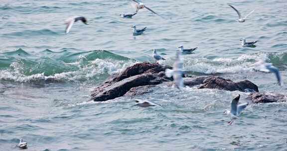 大海海面飞翔的海鸥