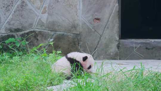 大熊猫幼崽视频素材模板下载