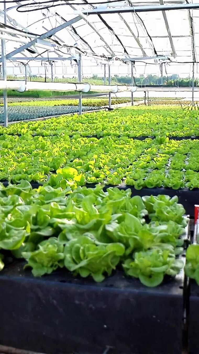 温室大棚内的蔬菜种植景象