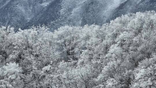 航拍湖北神农架原始森林群山冬季雪景雪松