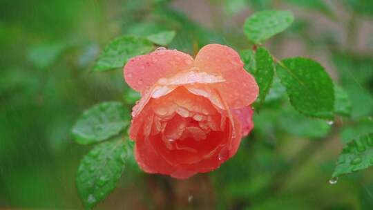 春天春雨中盛开的粉色月季花