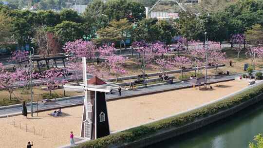 深圳市后海中心河紫花风铃木航拍