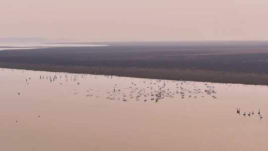 大雁群飞 鄱阳湖候鸟