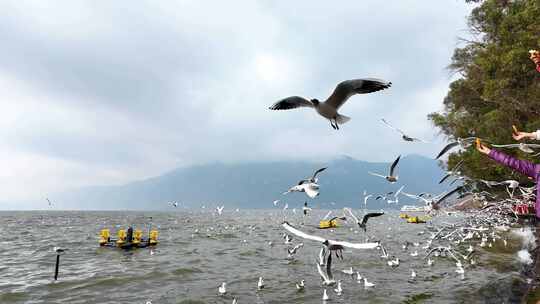 4k昆明海埂大坝红嘴鸥