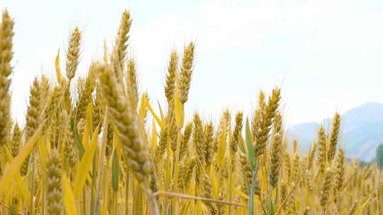 成熟的小麦 麦田麦地麦子视频素材模板下载