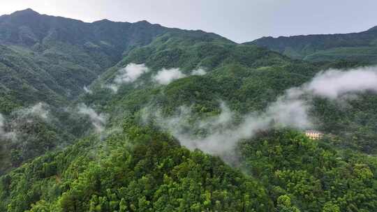 暴雨后森林