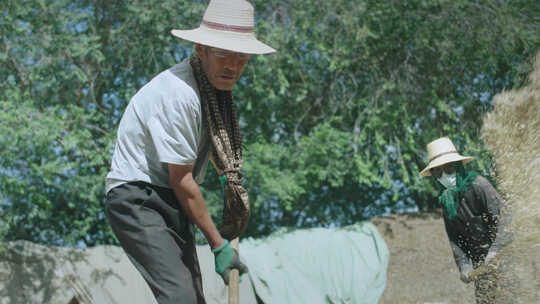农村老人用老手艺碾场、打谷物