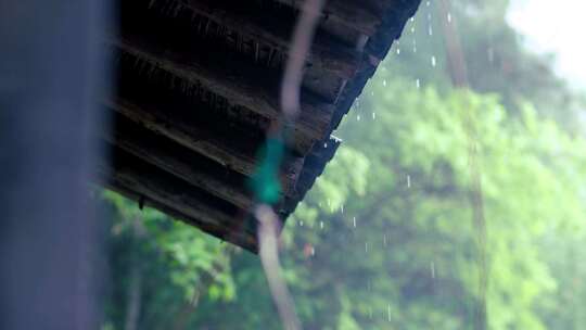 下雨无言植物露珠氛围空镜