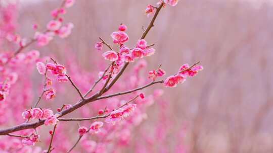 梅花红梅花卉花朵盛开春天赏梅
