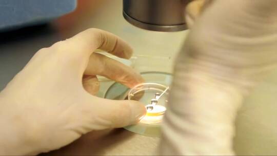 医学实验室研究实验室培养皿。试管受精