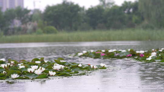 雨中水莲 莲花 睡莲 水莲