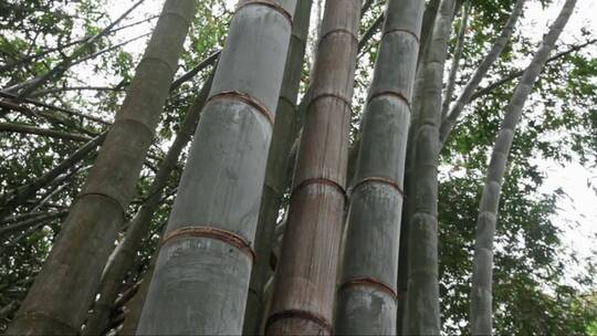 竹树4k视频