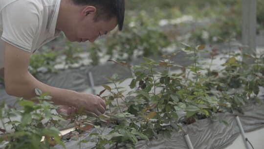 云南地拍种花基地内花农采摘鲜花中景