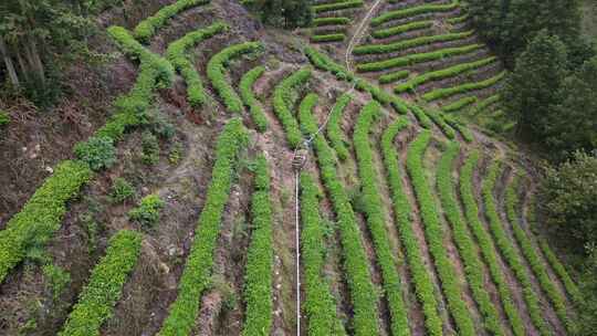 茶山茶叶机轨道运输机械化