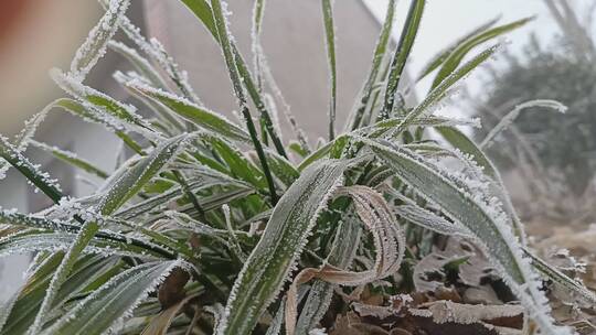 冬天落满霜的植物