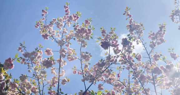 春天阳光下的樱花花朵花瓣