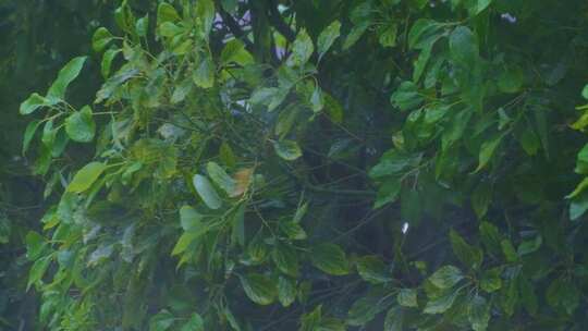 城市下暴雨下雨天雨水雨滴植物树叶子树木雨