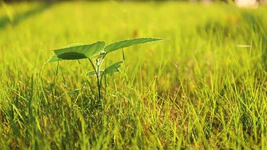 清晨阳光下草地上的小树幼苗