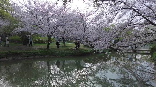 春天公园樱花湖面倒影