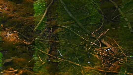 春天小溪河流树枝清澈见底水面倒影