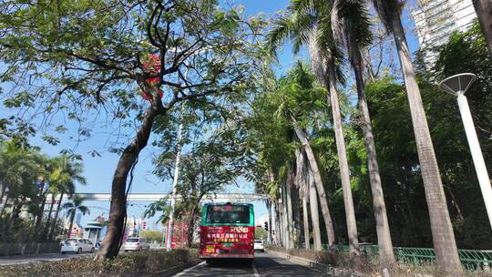 绿树成荫的城市道路景象