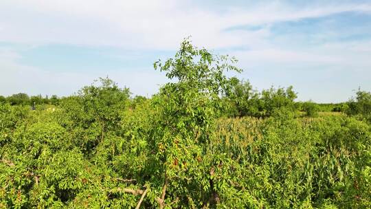 航拍万亩枣林 枣林