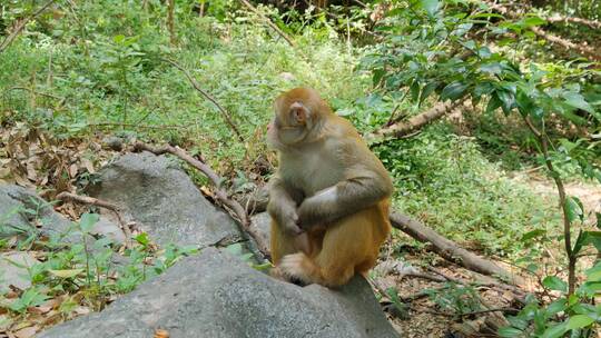 桂林七星公园野生的猴子