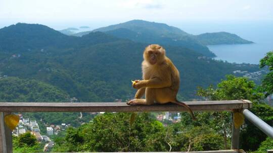 在山顶上吃东西的猴子