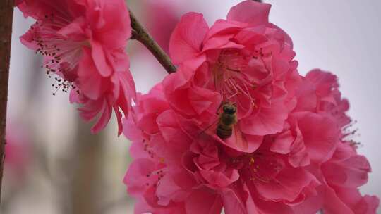 蜜蜂采蜜桃花特写