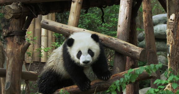 幼年大熊猫在玩耍