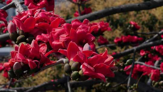 枝头盛开的木棉花特写