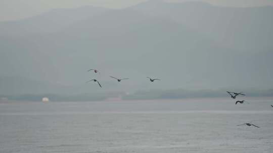 深圳湾红树林湿地生态