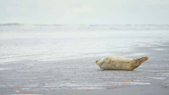 小海豹侧卧在灰色沙滩上，气喘吁吁。