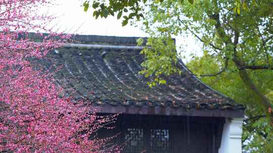 杭州西湖都锦生故居梅花风景