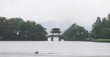 （慢镜）中国杭州西湖曲院风荷下雨天高清在线视频素材下载