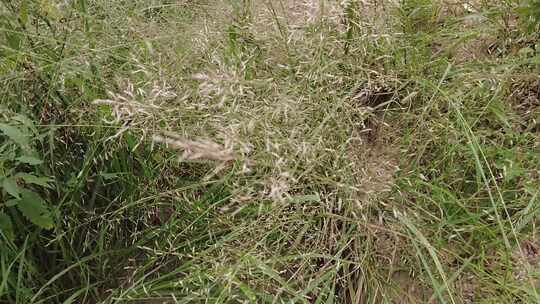 大自然野生植物野草实拍