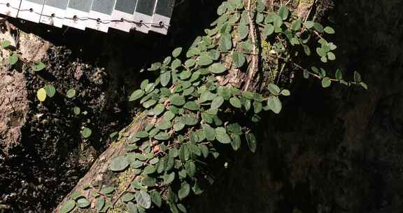 苏州光福石壁永慧禅寺八百年古石楠树