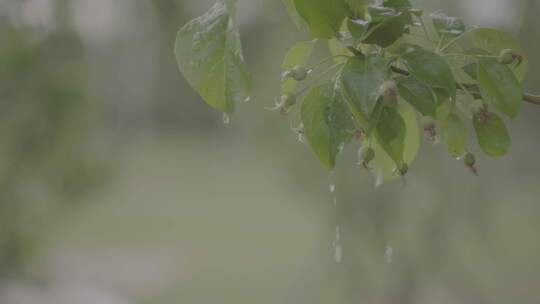 植物雨滴