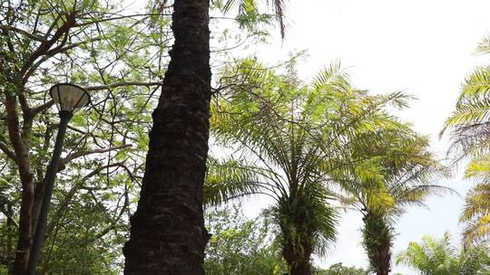 椰子树林视频素材模板下载