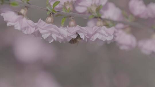 蜜蜂桃花采蜜慢镜头升格LOG微距拍摄