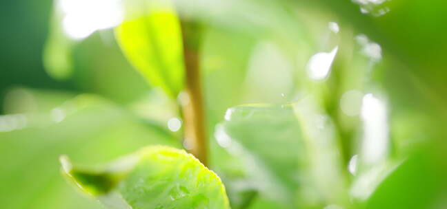 茶叶 茶树 特写 阳光 雨水