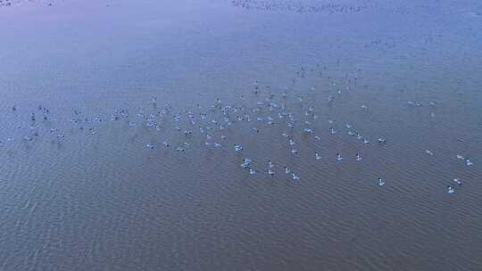 鄱阳湖日落候鸟