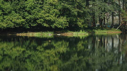 太子湾公园的静谧湖景