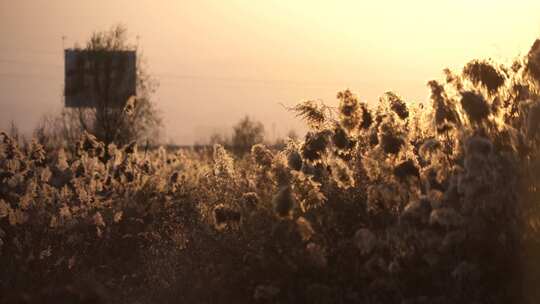 芦苇 植物 草 花 夕阳 阳光 夕阳 落日 天空