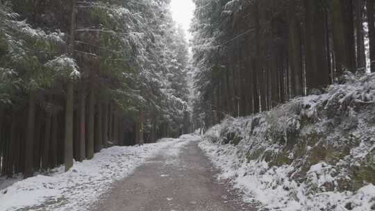 冬季下雪后的森林