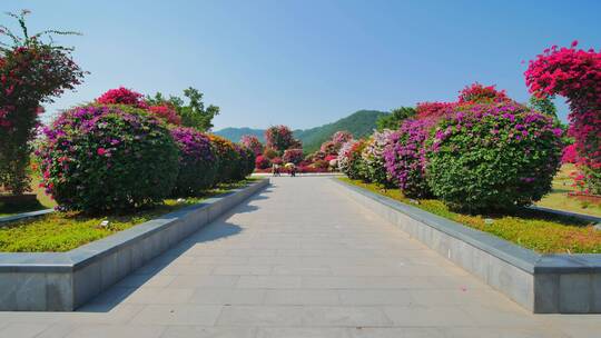 南宁青秀山三角梅花园叶子花