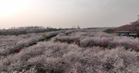 孤柏渡飞黄旅游区樱花园鲜花盛开